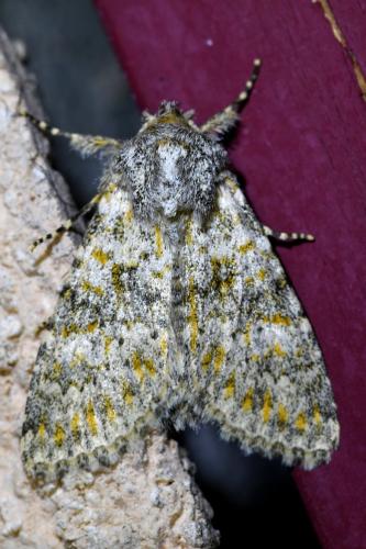 Réf. 330 968 : Polymixis flavicincta